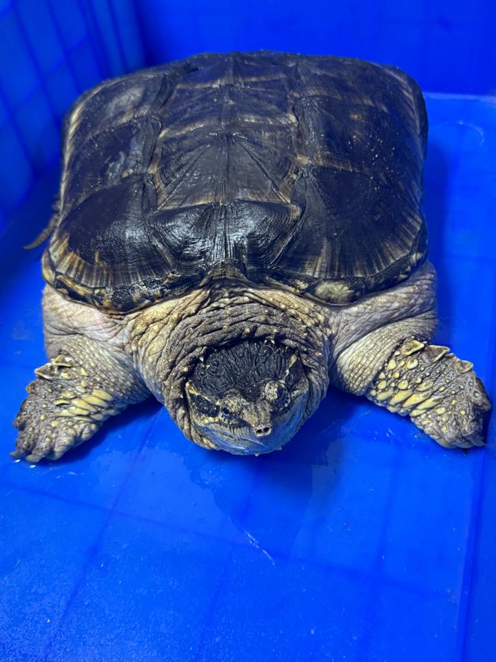 Comxflo gen trội, đực size 29-30, full từ A-Z-duoc-ban-tai-Thế Giới Rùa Cảnh