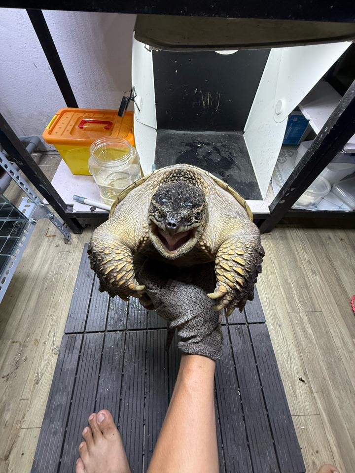 Com thuần size 25, đực, tay siêu to, mòn đuôi-duoc-ban-tai-Thế Giới Rùa Cảnh