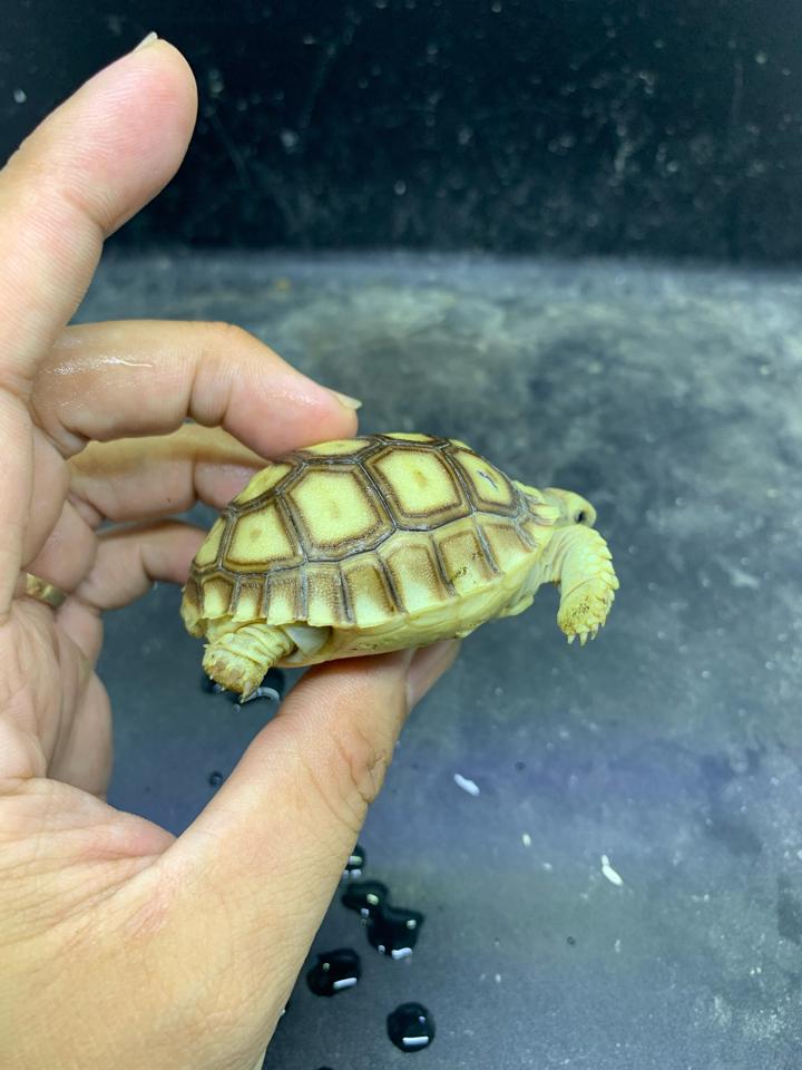 Sulcata size 5-6-duoc-ban-tai-Thế Giới Rùa Cảnh