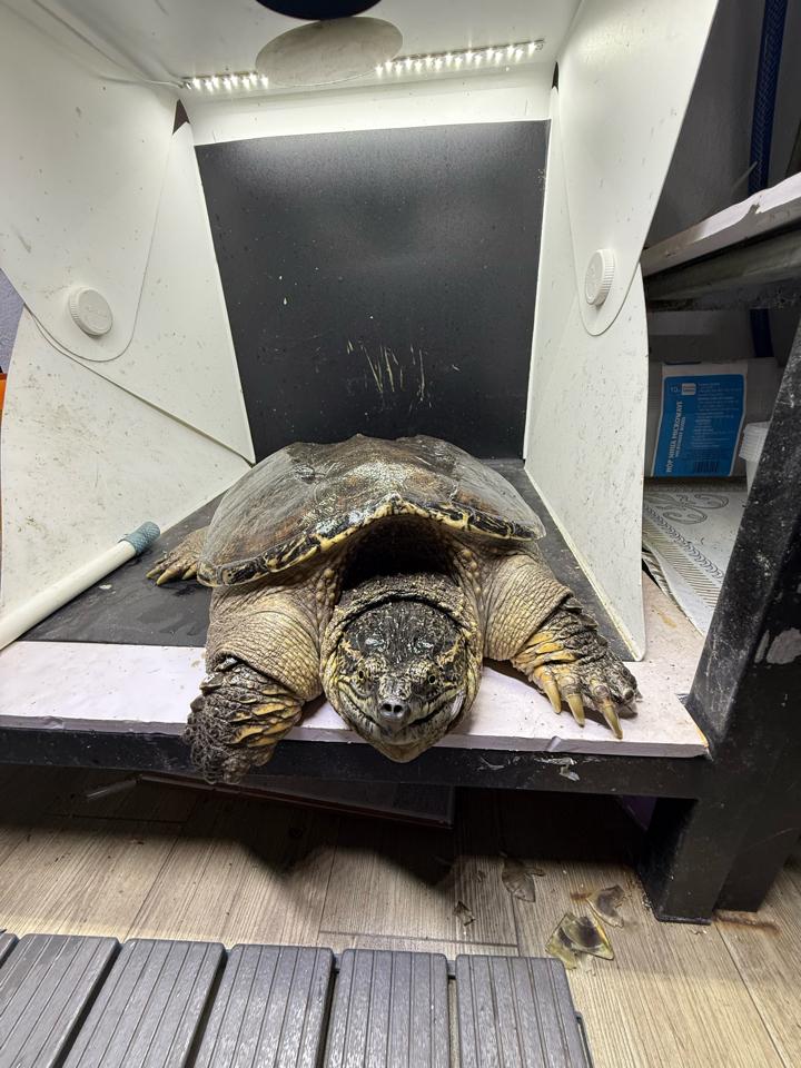 Com thuần size 25, đực, tay siêu to, mòn đuôi-duoc-ban-tai-Thế Giới Rùa Cảnh