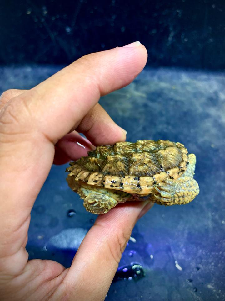 MS1: Hypo comx size 6-duoc-ban-tai-Thế Giới Rùa Cảnh