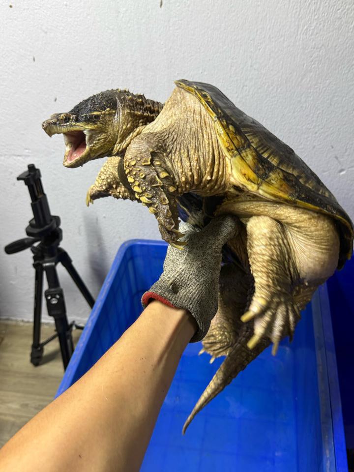 Comxflo gen trội, đực size 29-30, full từ A-Z-duoc-ban-tai-Thế Giới Rùa Cảnh