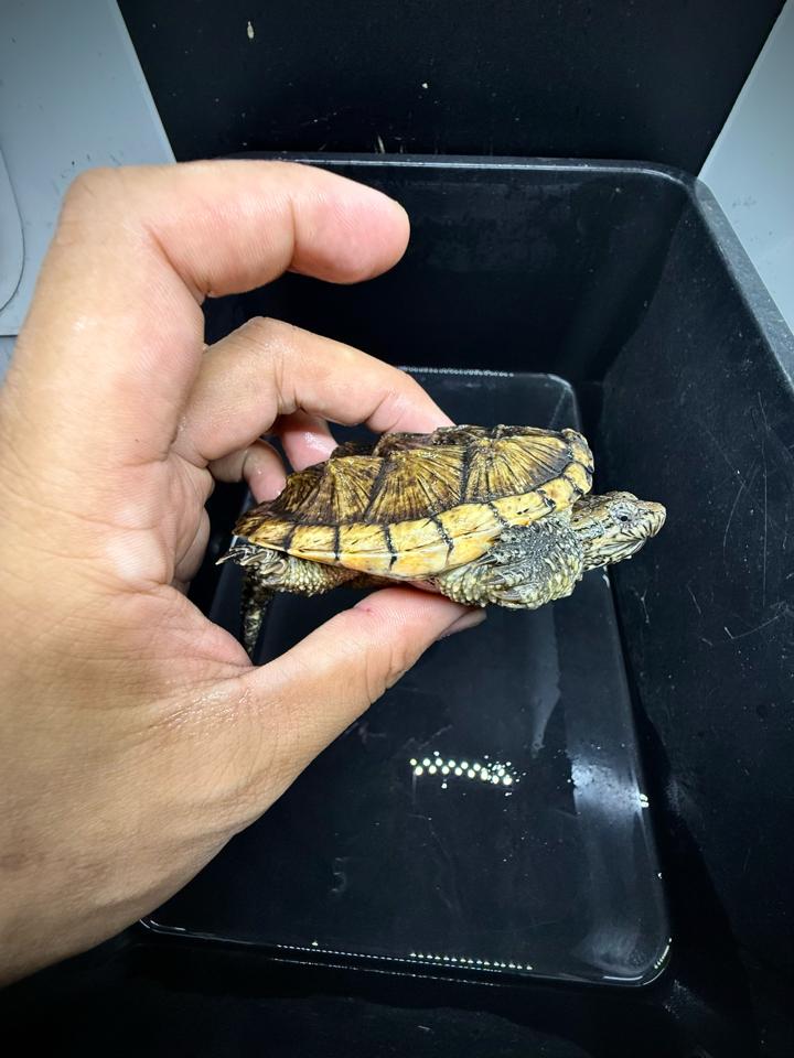 Comxflo fullgold size 9, tay to, mai gồ cao-duoc-ban-tai-Thế Giới Rùa Cảnh