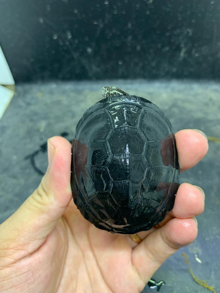 Bùn Okavango size 7-duoc-ban-tai-Thế Giới Rùa Cảnh