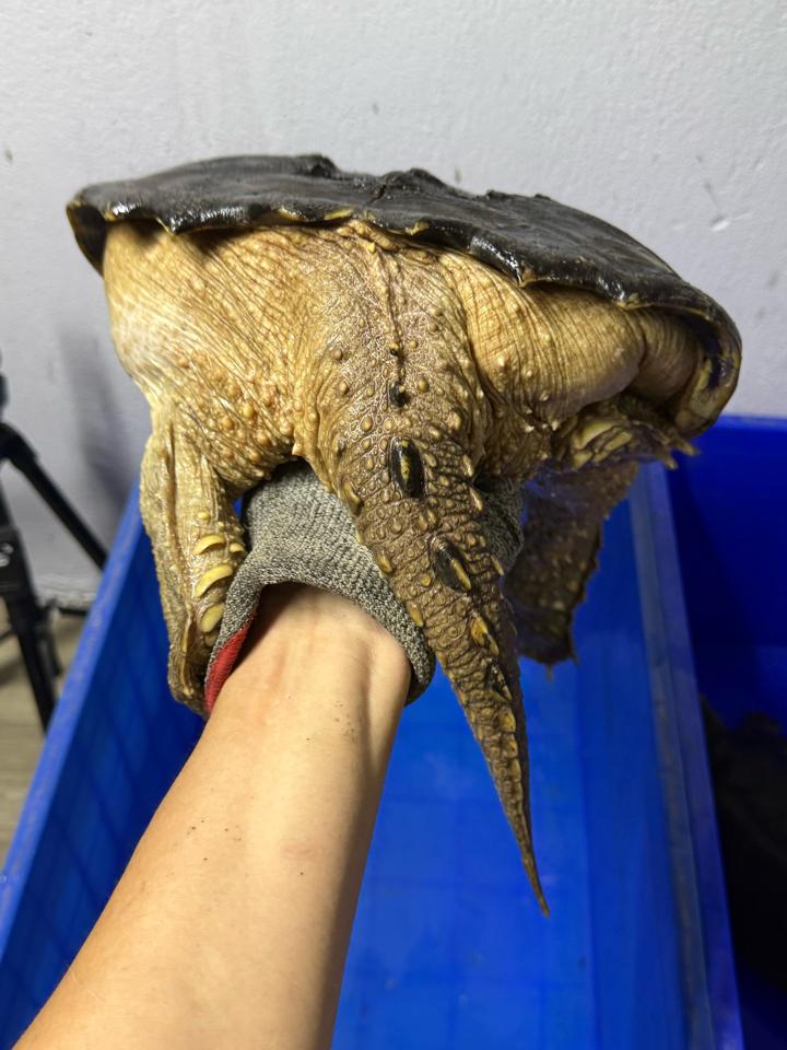 Comxflo gen trội, đực size 29-30, full từ A-Z-duoc-ban-tai-Thế Giới Rùa Cảnh