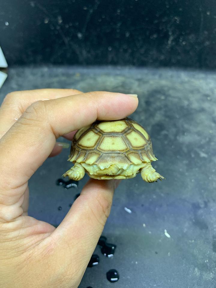 Sulcata size 5-6-duoc-ban-tai-Thế Giới Rùa Cảnh