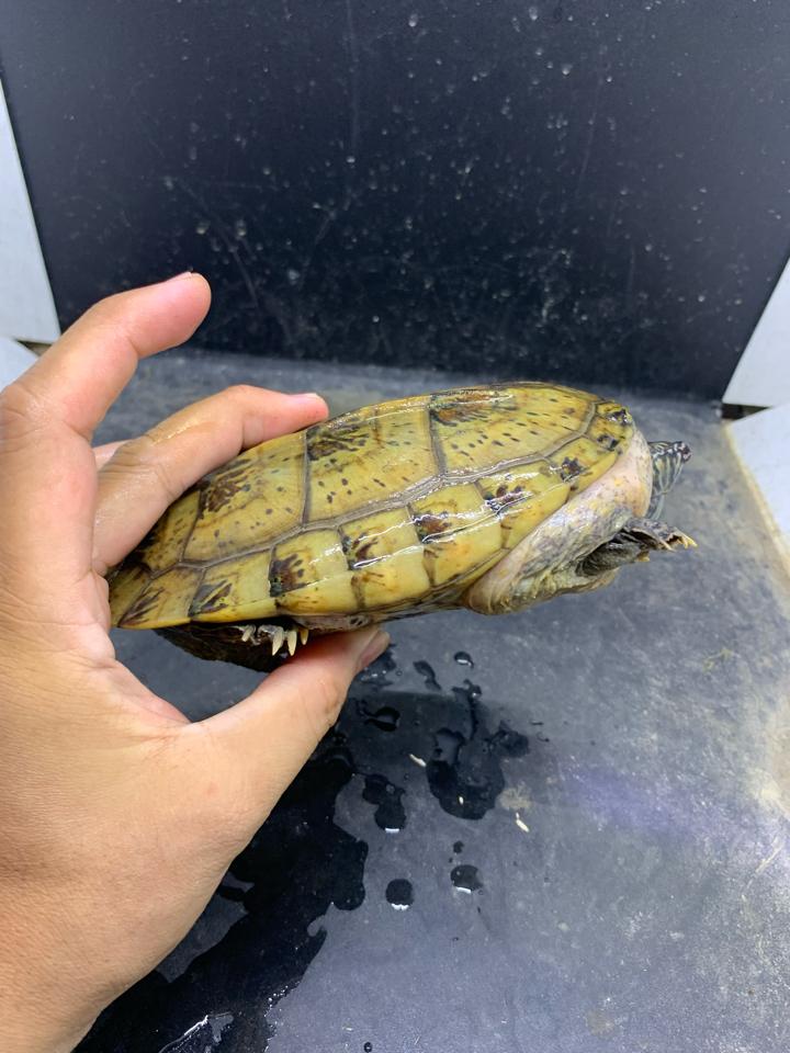 Mexican giant musk size 17, gãy 2 móng-duoc-ban-tai-Thế Giới Rùa Cảnh