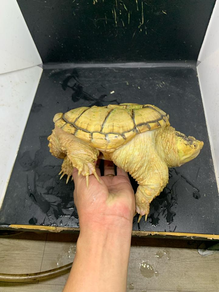 Common hypo đột biến hệ số cao, size 18, lỗi mai, mắt lé-duoc-ban-tai-Thế Giới Rùa Cảnh