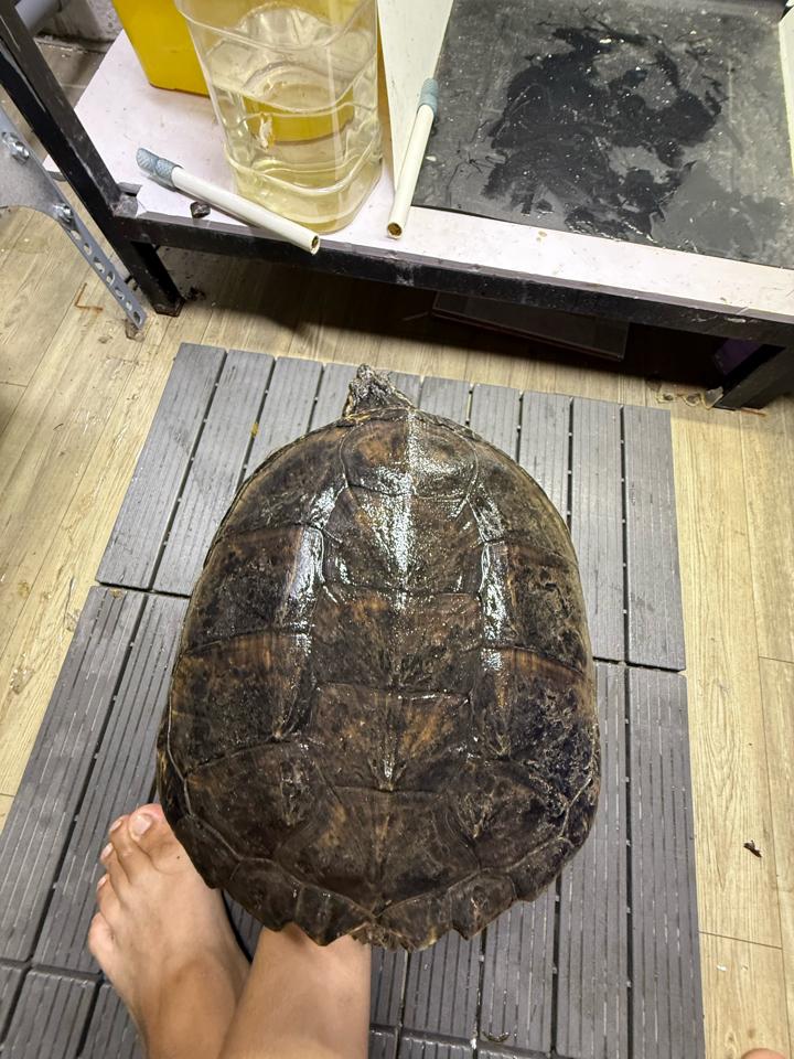 Com thuần size 25, đực, tay siêu to, mòn đuôi-duoc-ban-tai-Thế Giới Rùa Cảnh