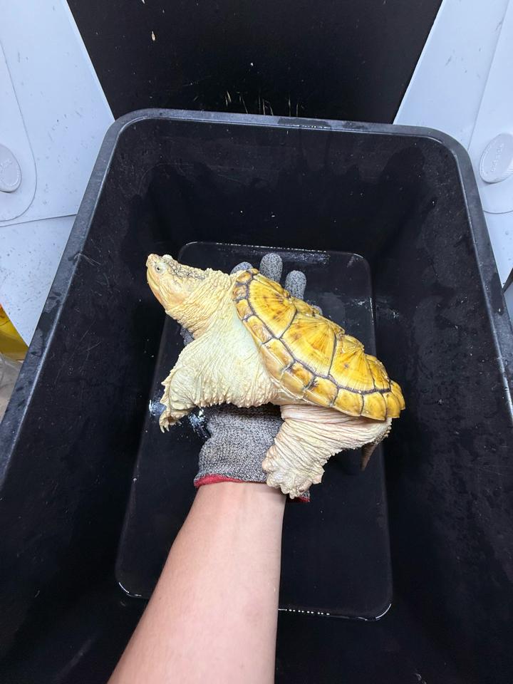 Hypo VIP size 15, full nét-duoc-ban-tai-Thế Giới Rùa Cảnh