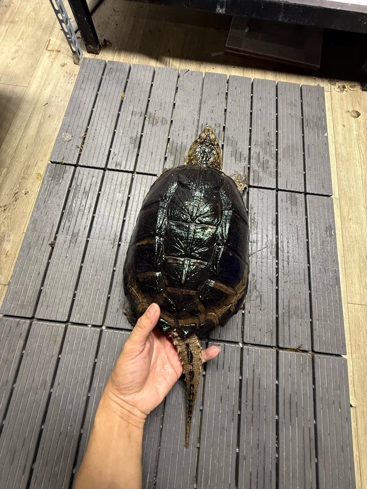 Comxflo gen trội, mai tàu ngầm, size 25, cái sinh sản, mòn đuôi nhẹ-duoc-ban-tai-Thế Giới Rùa Cảnh