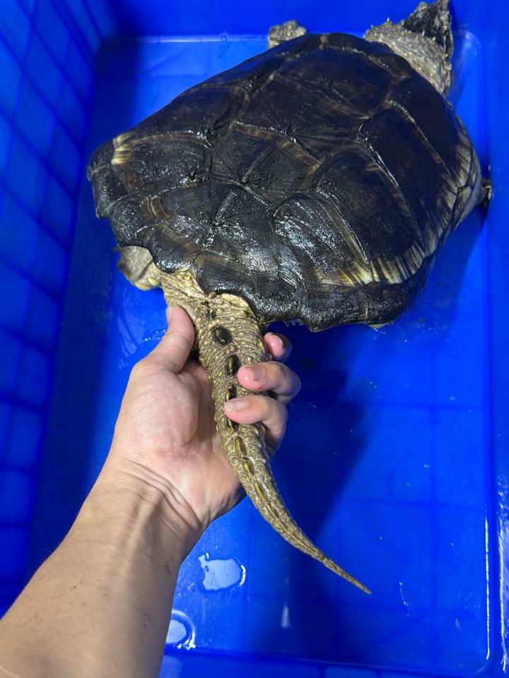 Comxflo gen trội, đực size 29-30, full từ A-Z-duoc-ban-tai-Thế Giới Rùa Cảnh