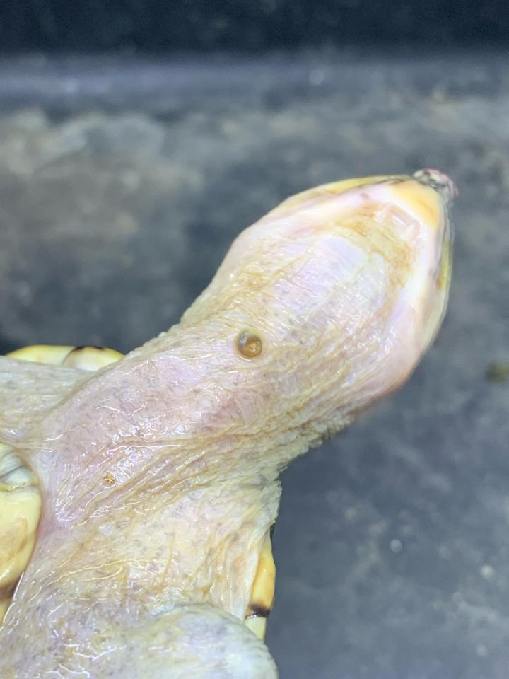 MS1: Mexican giant musk size 11-duoc-ban-tai-Thế Giới Rùa Cảnh