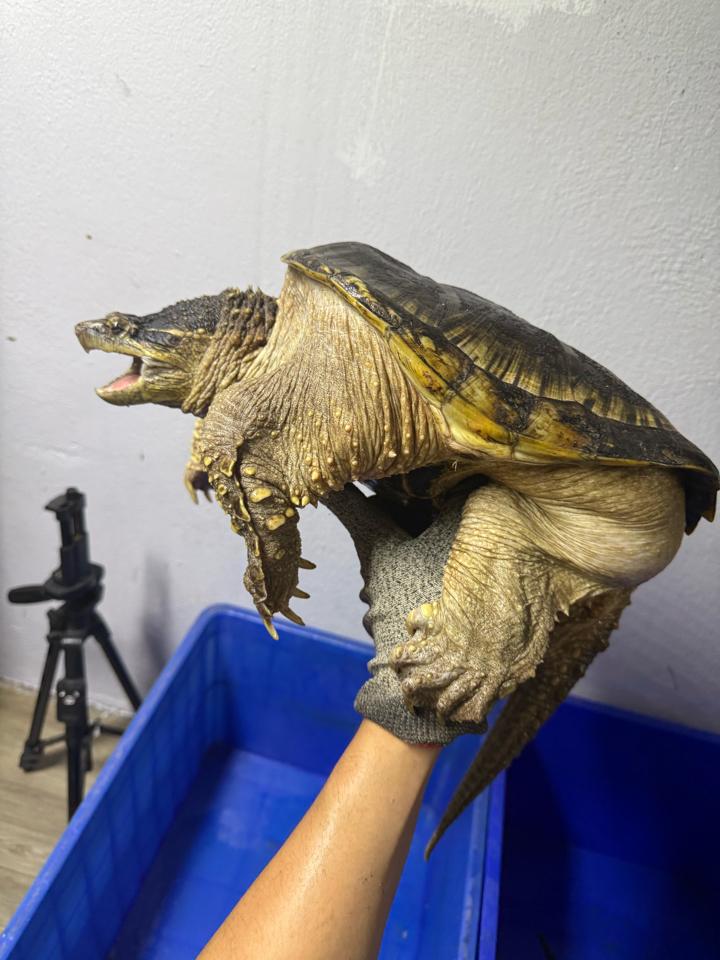 Comxflo gen trội, đực size 29-30, full từ A-Z-duoc-ban-tai-Thế Giới Rùa Cảnh