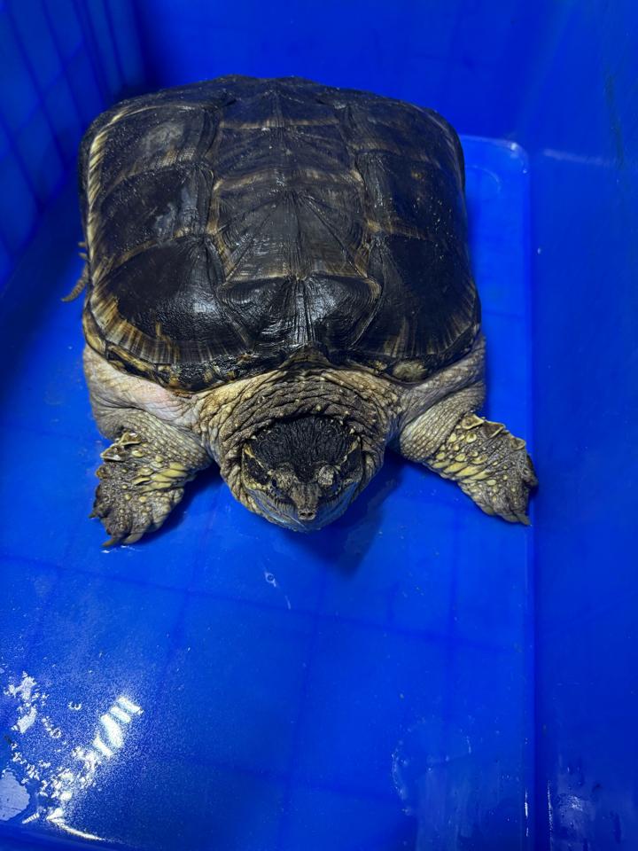 Comxflo gen trội, đực size 29-30, full từ A-Z-duoc-ban-tai-Thế Giới Rùa Cảnh