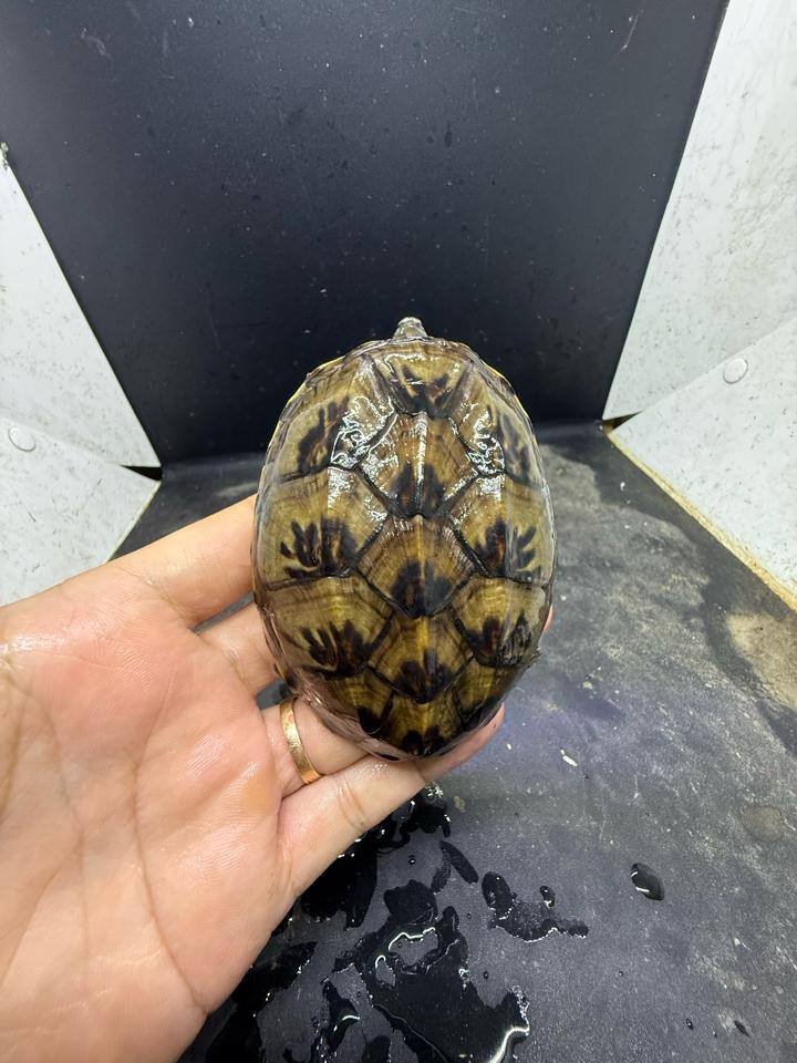 Mexican giant musk size 8, mẻ tí mép mỏ, siêu rẻ-duoc-ban-tai-Thế Giới Rùa Cảnh