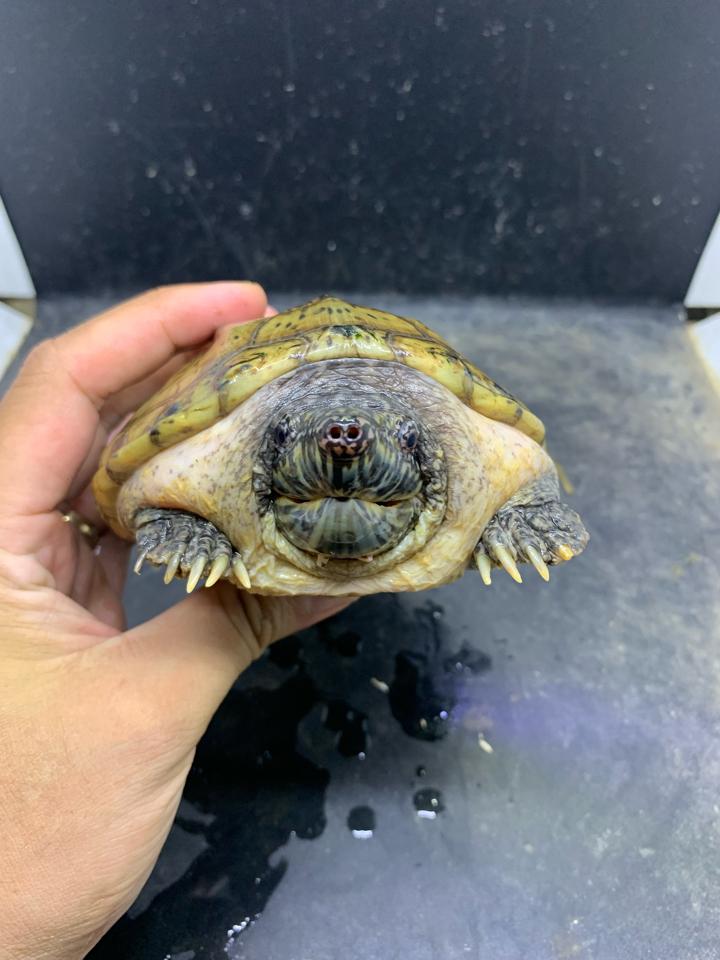 Mexican giant musk size 17, gãy 2 móng-duoc-ban-tai-Thế Giới Rùa Cảnh