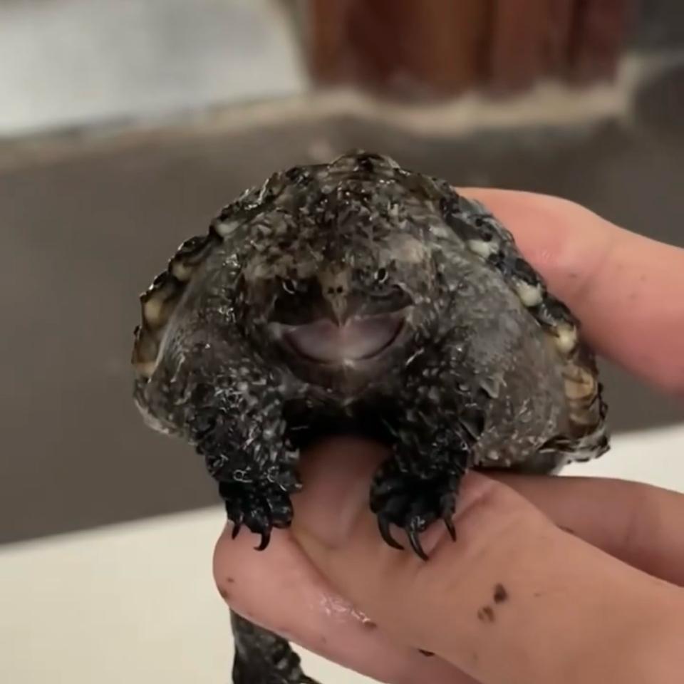 [Sẵn] MS4: Florida size 6-7, ib có clip-duoc-ban-tai-Thế Giới Rùa Cảnh