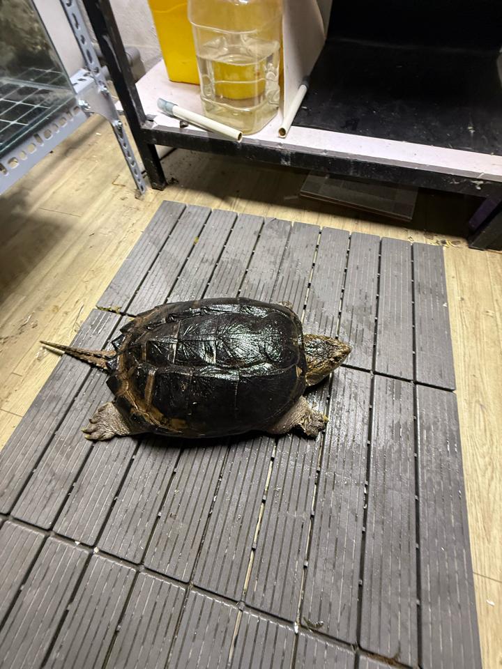 Comxflo gen trội, mai tàu ngầm, size 25, cái sinh sản, mòn đuôi nhẹ-duoc-ban-tai-Thế Giới Rùa Cảnh