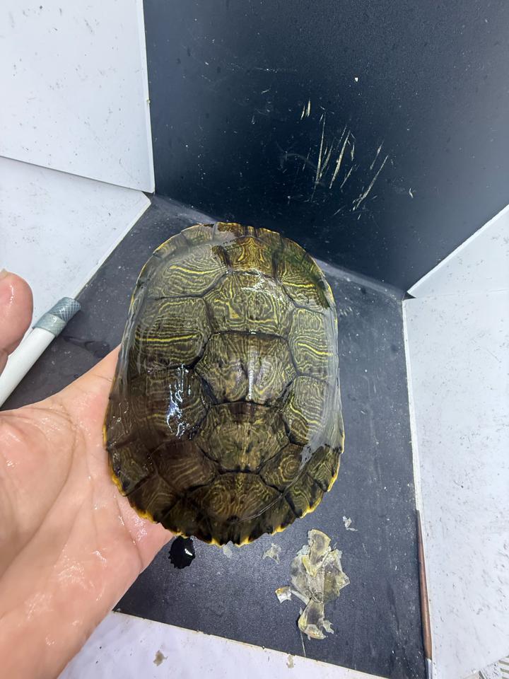 Tai đỏ đực size 16, full-duoc-ban-tai-Thế Giới Rùa Cảnh