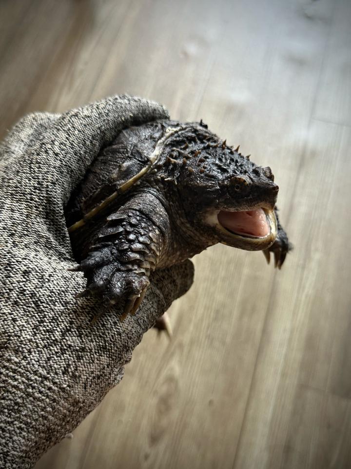 Florida size 14, mặt rắn, gai dài, full nét-duoc-ban-tai-Thế Giới Rùa Cảnh