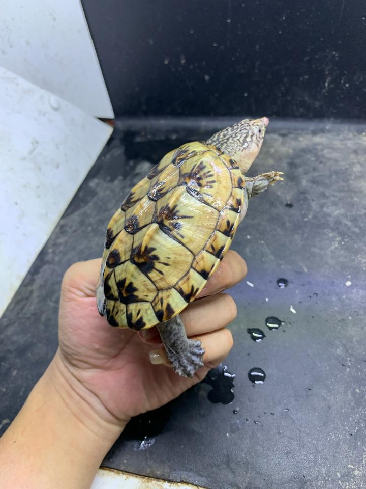 MS1: Mexican giant musk size 11-duoc-ban-tai-Thế Giới Rùa Cảnh