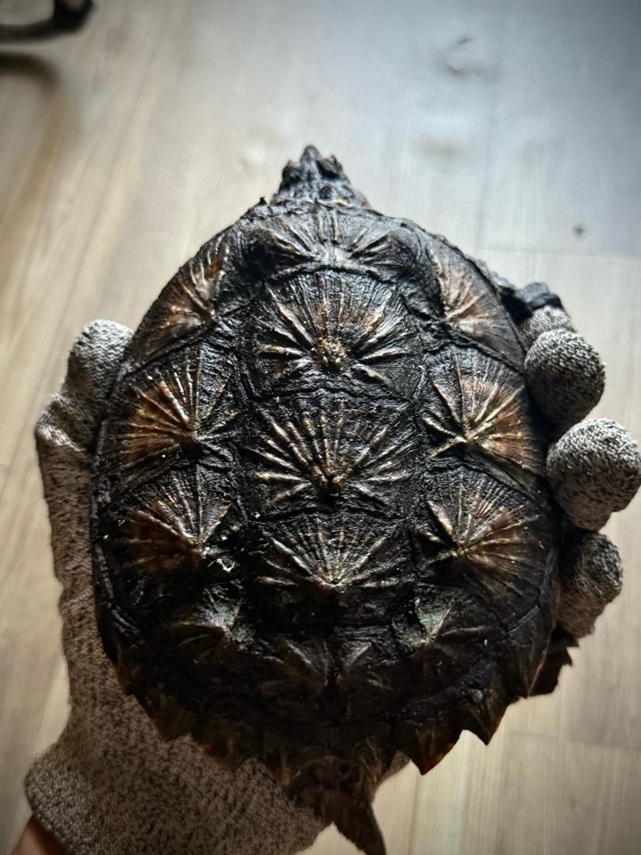 Florida size 14, mặt rắn, gai dài, full nét-duoc-ban-tai-Thế Giới Rùa Cảnh