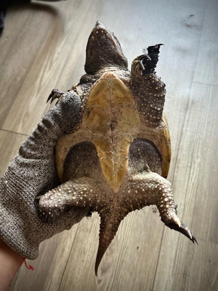 Florida size 14, mặt rắn, gai dài, full nét-duoc-ban-tai-Thế Giới Rùa Cảnh