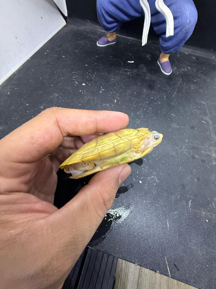 Tai đỏ paradox size 7-8, tỉ lệ đực cao, móng dài, full-duoc-ban-tai-Thế Giới Rùa Cảnh