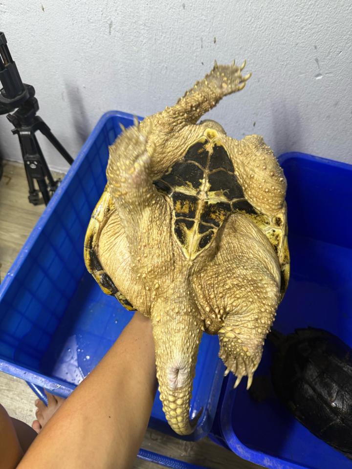 Comxflo gen trội, đực size 29-30, full từ A-Z-duoc-ban-tai-Thế Giới Rùa Cảnh