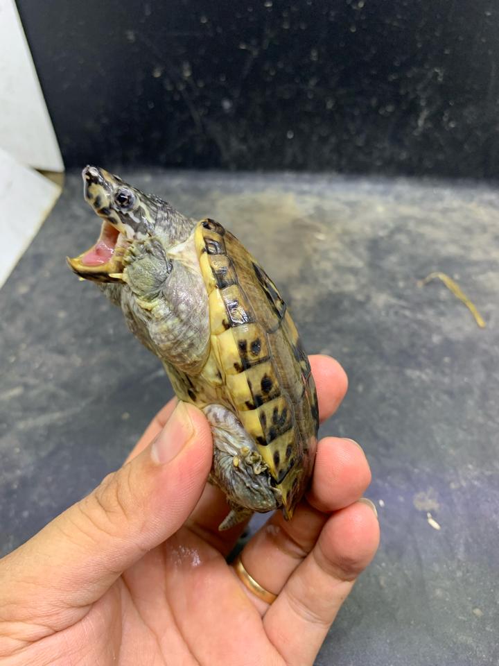 Mexican giant musk size 9-duoc-ban-tai-Thế Giới Rùa Cảnh
