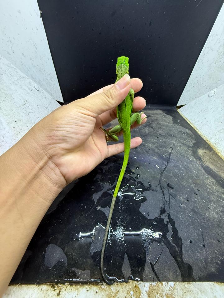 Iguana green size 3x-duoc-ban-tai-Thế Giới Rùa Cảnh