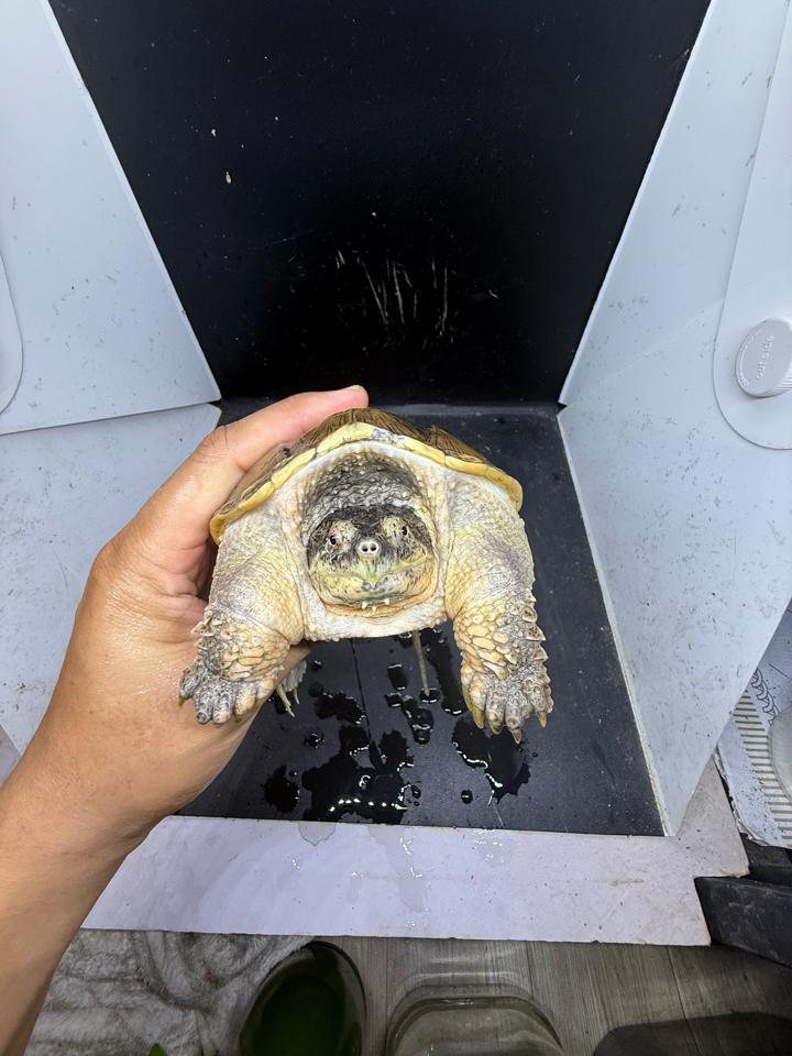 Comxflo fullgold size 14, gãy nửa móng, mai có vết xẹo nấm cũ đã lành từ lâu-duoc-ban-tai-Thế Giới Rùa Cảnh