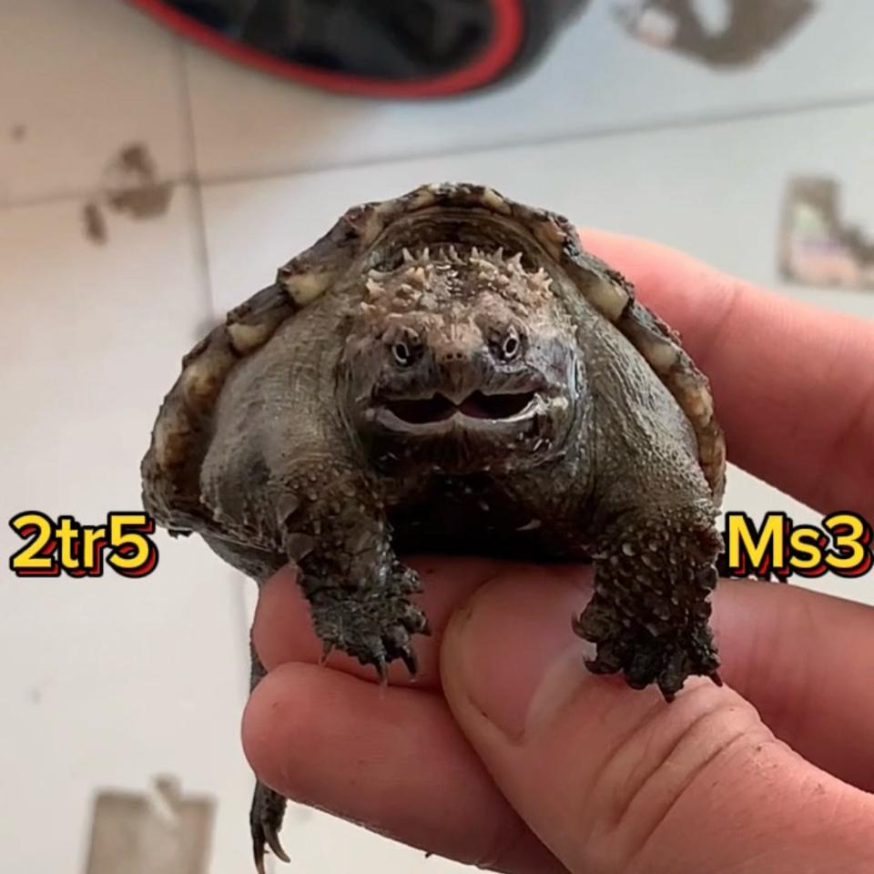 MS3: Florida VIP (ib xem clip)-duoc-ban-tai-Thế Giới Rùa Cảnh