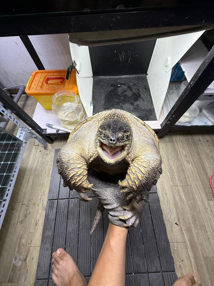 Com thuần size 25, đực, tay siêu to, mòn đuôi-duoc-ban-tai-Thế Giới Rùa Cảnh