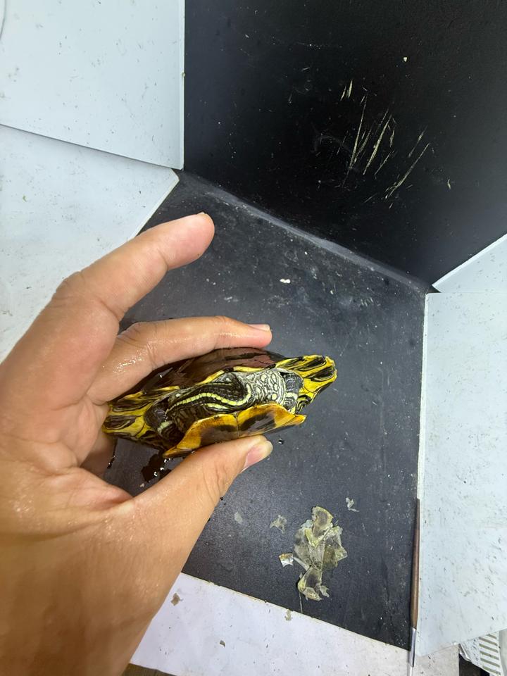 Tai đỏ đực size 16, full-duoc-ban-tai-Thế Giới Rùa Cảnh