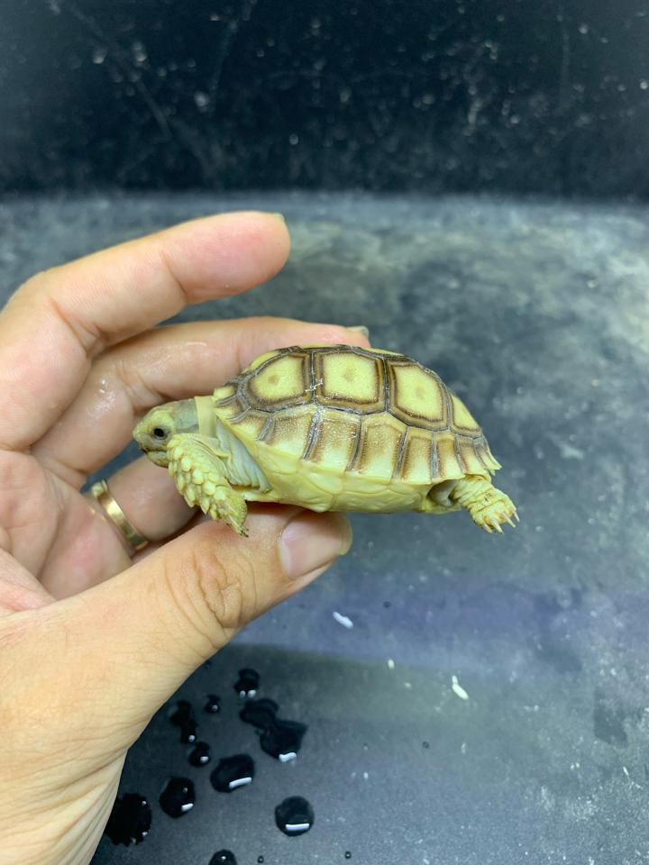 Sulcata size 5-6-duoc-ban-tai-Thế Giới Rùa Cảnh