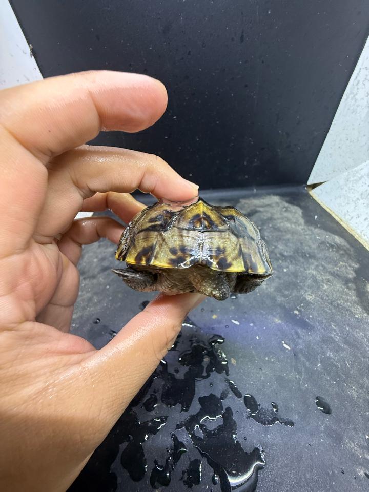 Mexican giant musk size 8, mẻ tí mép mỏ, siêu rẻ-duoc-ban-tai-Thế Giới Rùa Cảnh