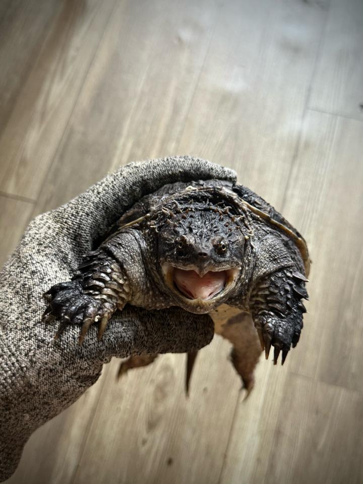 Florida size 14, mặt rắn, gai dài, full nét-duoc-ban-tai-Thế Giới Rùa Cảnh