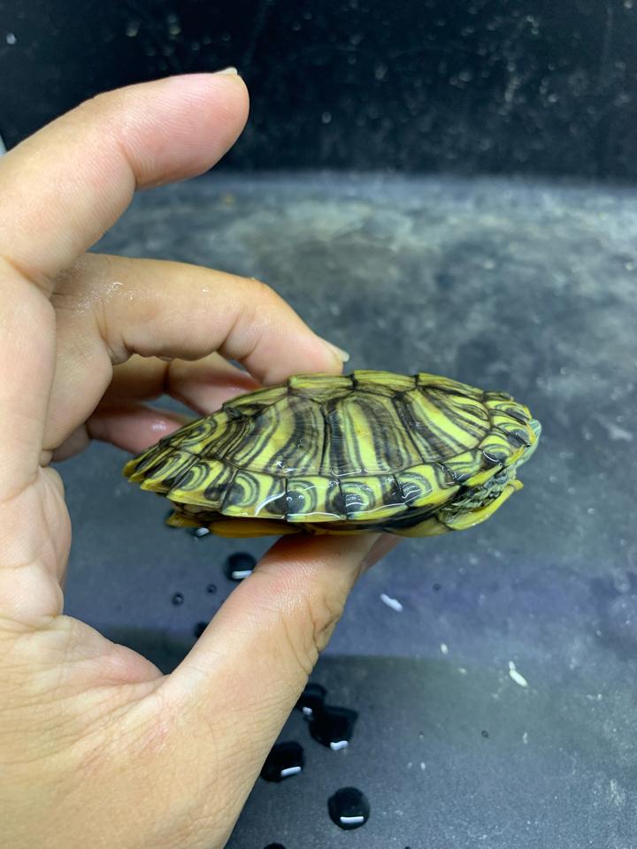 Tai đỏ rio grande size 8-duoc-ban-tai-Thế Giới Rùa Cảnh