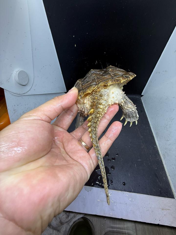 Comxflo fullgold size 14, gãy nửa móng, mai có vết xẹo nấm cũ đã lành từ lâu-duoc-ban-tai-Thế Giới Rùa Cảnh