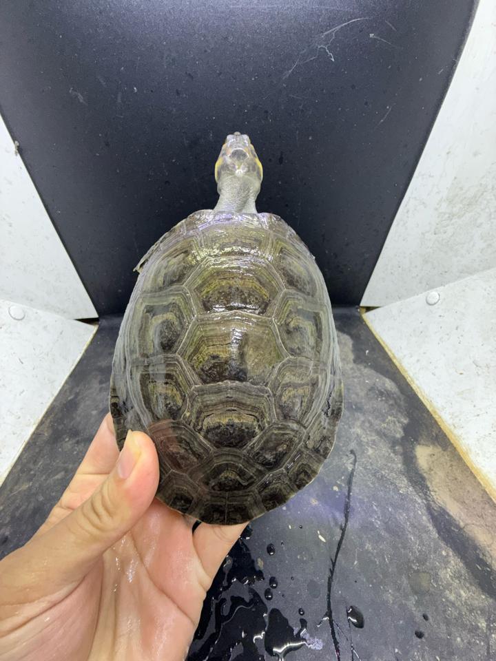 Ninja size 15-duoc-ban-tai-Thế Giới Rùa Cảnh