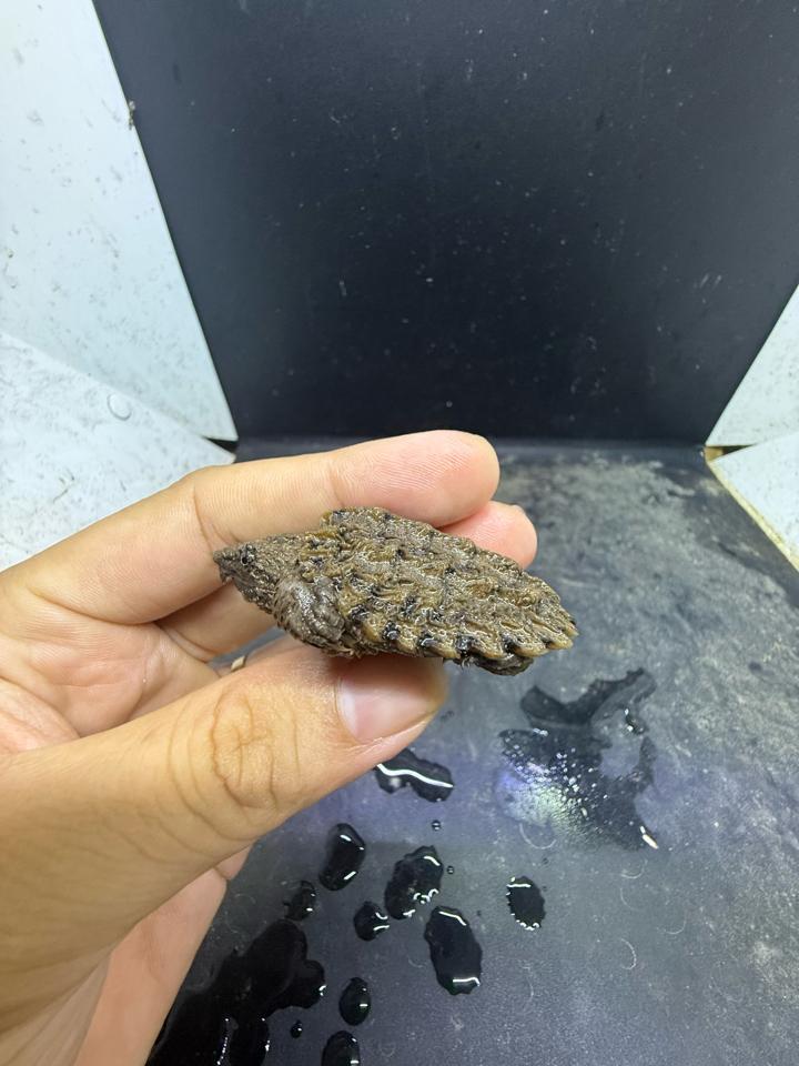 Ali size 4, rìa 3:4, full râu móng đuôi-duoc-ban-tai-Thế Giới Rùa Cảnh