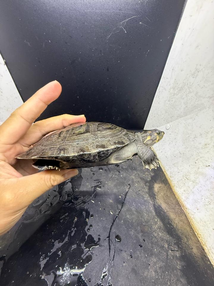 Ninja size 15-duoc-ban-tai-Thế Giới Rùa Cảnh