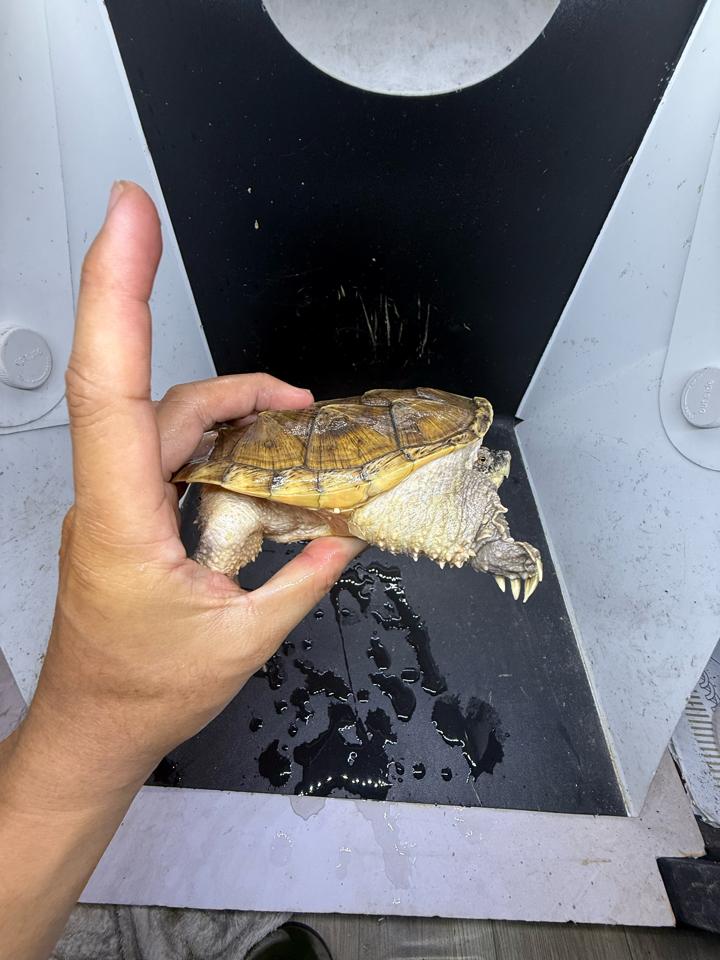 Comxflo fullgold size 14, gãy nửa móng, mai có vết xẹo nấm cũ đã lành từ lâu-duoc-ban-tai-Thế Giới Rùa Cảnh