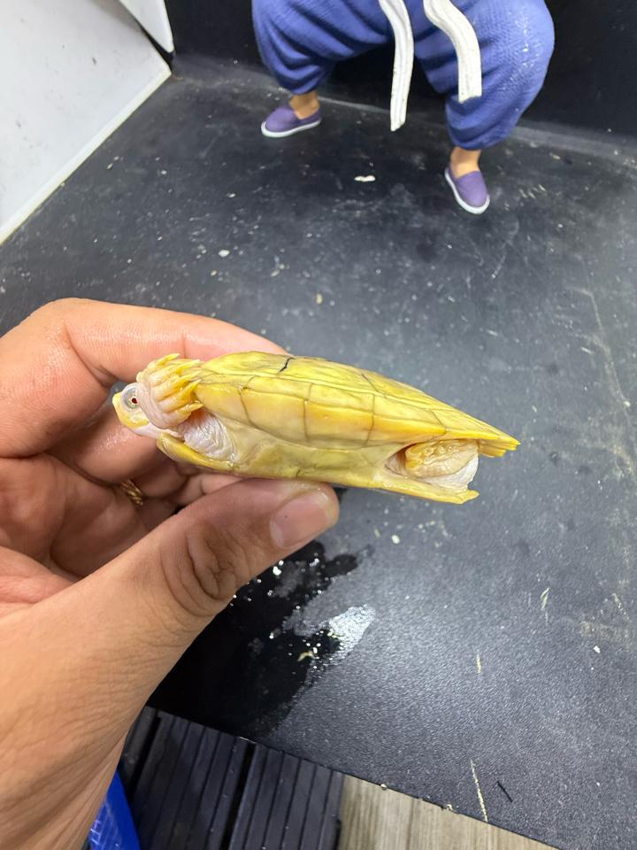 Tai đỏ paradox size 7-8, tỉ lệ đực cao, móng dài, full-duoc-ban-tai-Thế Giới Rùa Cảnh