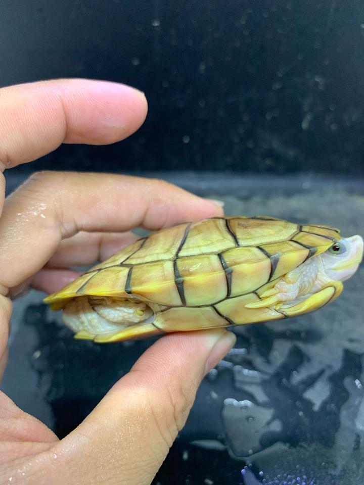 Hybino đực size 10, mai 5:5:5, gãy 2 móng còn gốc-duoc-ban-tai-Thế Giới Rùa Cảnh
