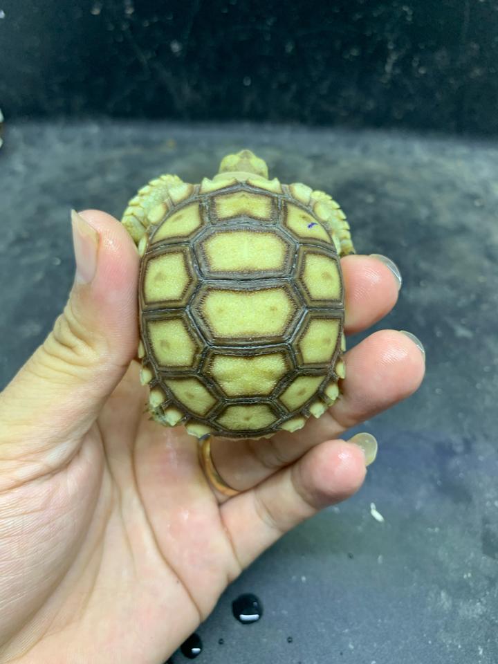 Sulcata size 5-6-duoc-ban-tai-Thế Giới Rùa Cảnh