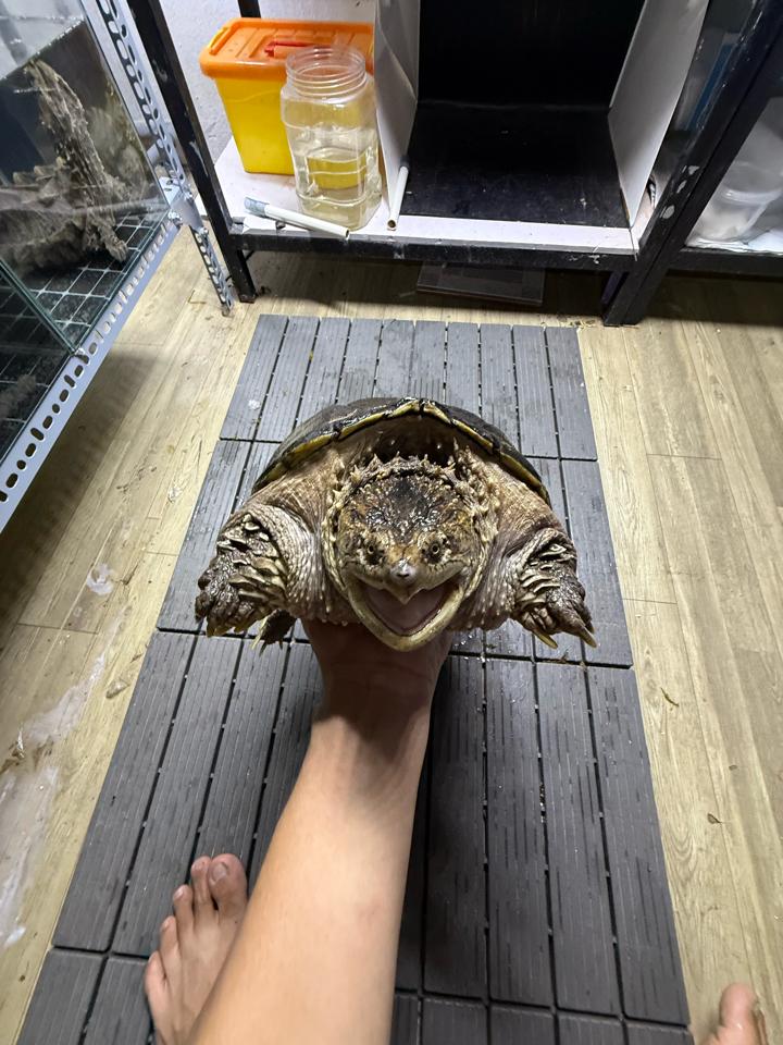 Comxflo gen trội, mai tàu ngầm, size 25, cái sinh sản, mòn đuôi nhẹ-duoc-ban-tai-Thế Giới Rùa Cảnh