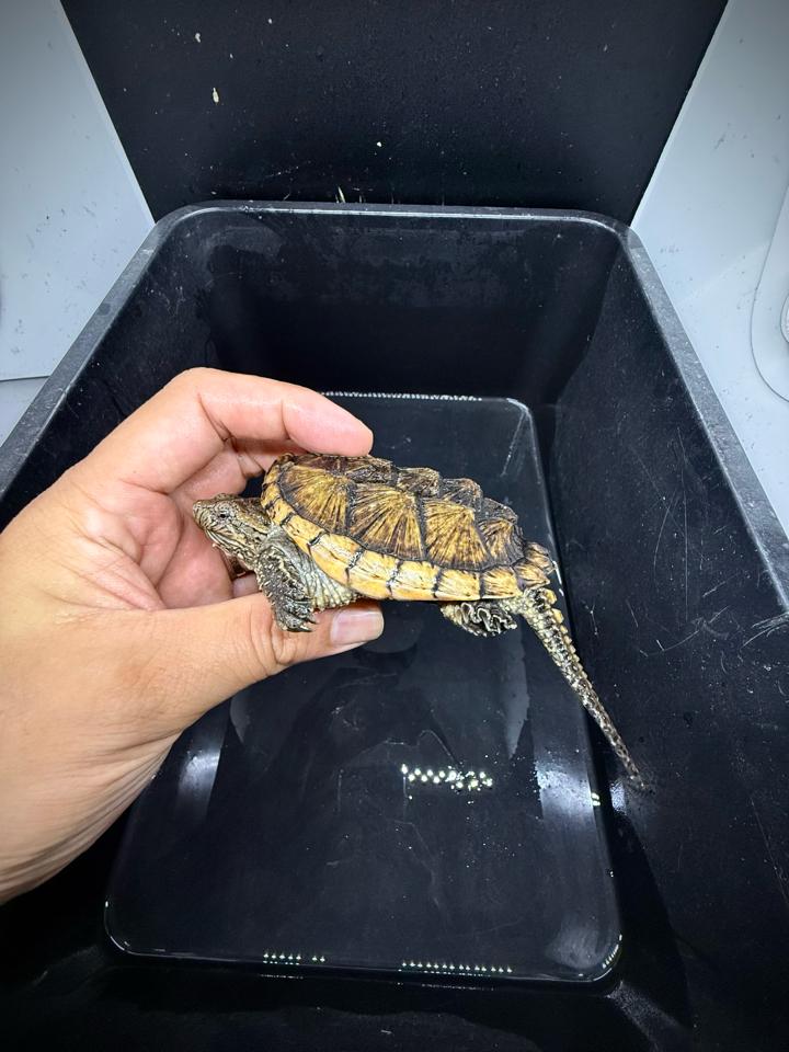 Comxflo fullgold size 9, tay to, mai gồ cao-duoc-ban-tai-Thế Giới Rùa Cảnh